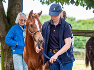 KS300622-49 - Cupboard Love's foal by Territories